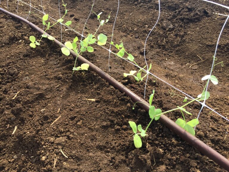 Direct Seeded Beans and Transplanted Snow Peas