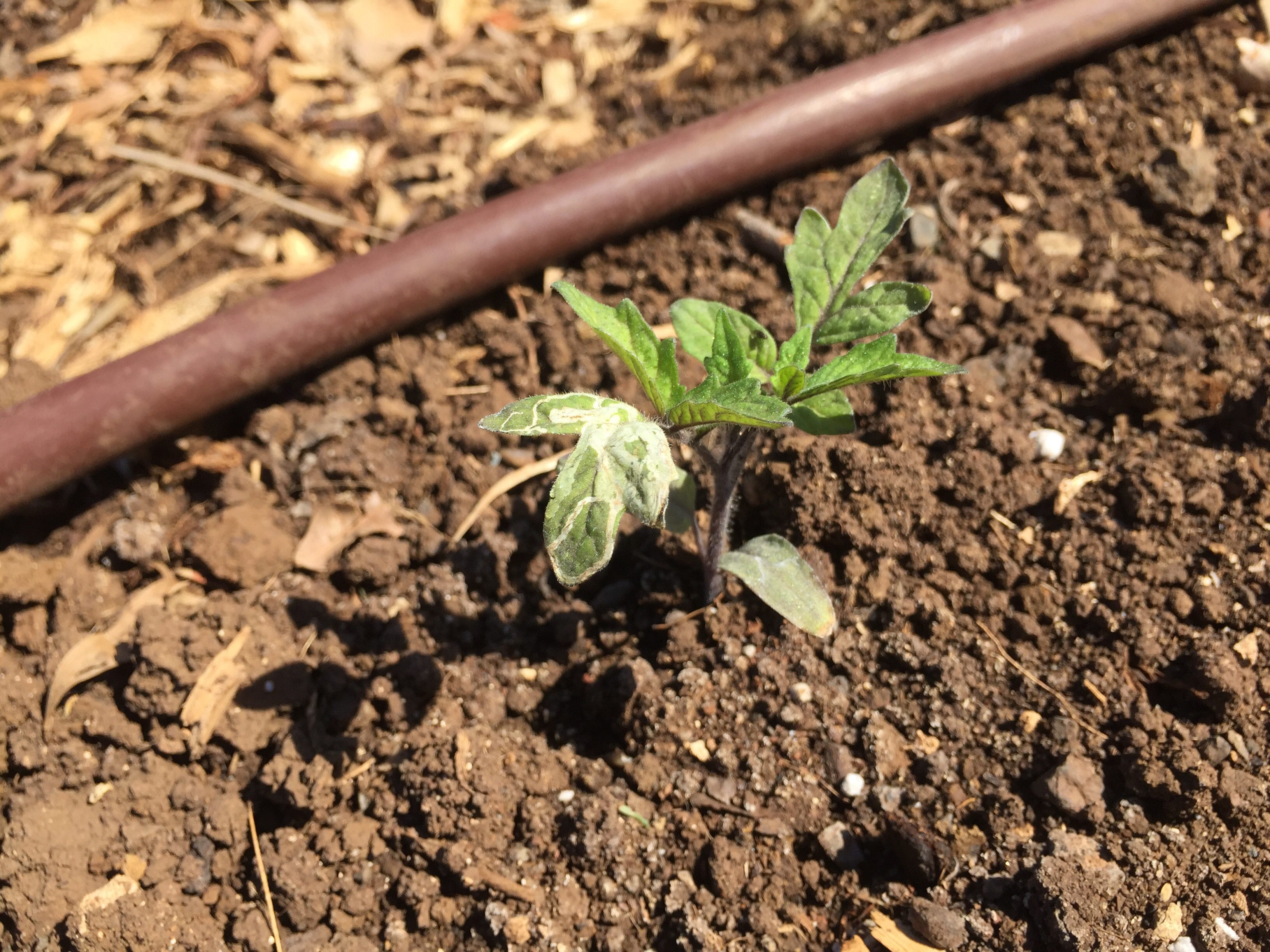 red indigo tomato